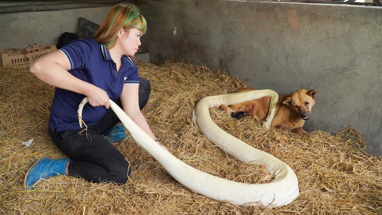 SHOCKING : Single Woman Discovered The Fossil of a Giant Python Near a Mother Dog