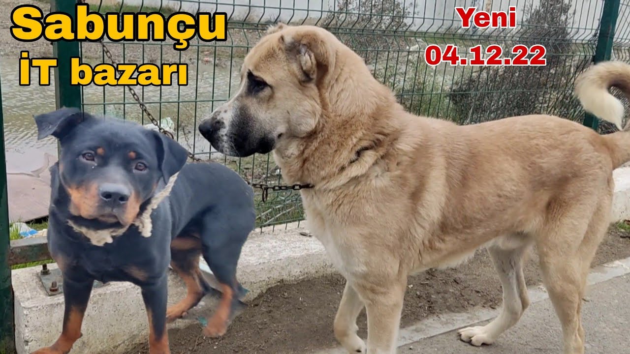 Sabunçu İT bazarı 04.12.22 #mubarizemintv #it #sabuncuitbazari #sabuncutoyuqbazari #kanqal #alabay