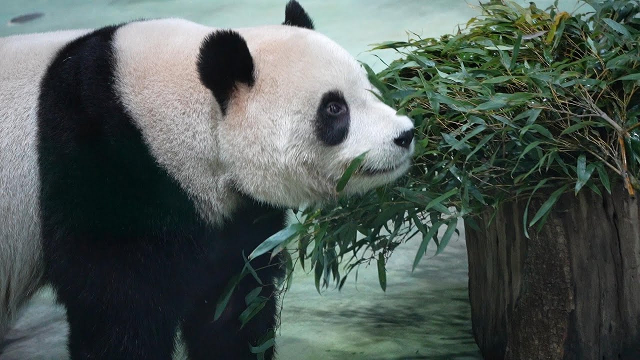 吃竹葉之前要試聞！圓寶都這樣確保食物品質 20260126