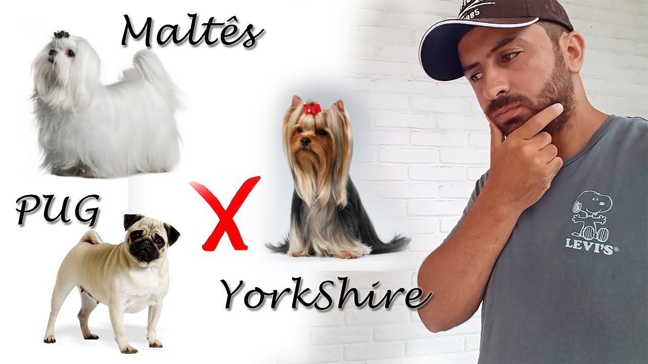 Maltês, Yorkshire ou PUG? Veja as principais diferenças antes de adquirir o seu.