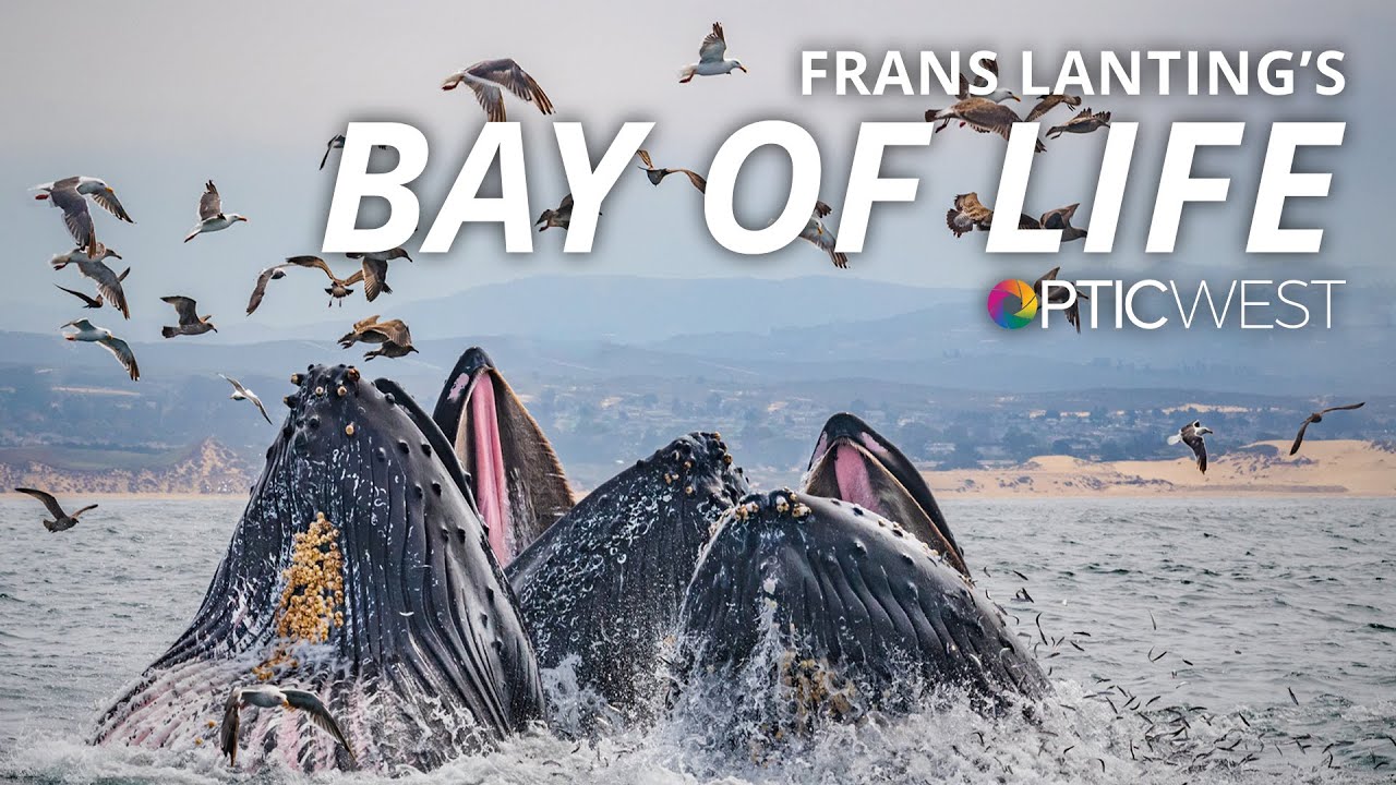 Frans Lanting: Bay of Life - From Wind to Whales | #BHOPTIC West