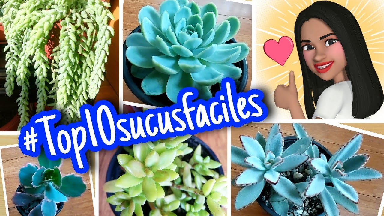 10 SuCuLeNtAs PERFECTAS para PRINCIPIANTES🤯❇️/Fáciles de cuidar🥳 💯/Fáciles de Reproducir🌟🍃
