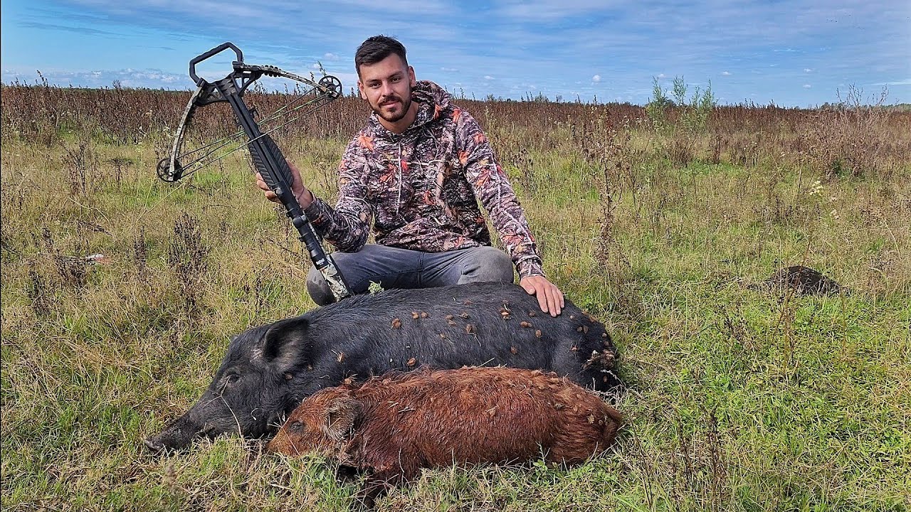 CAZA DE CHANCHOS CON BALLESTA 🐖🐷 Los encontramos!