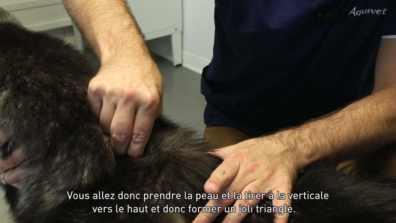 Désensibilisation du chien : l'injection sous cutanée