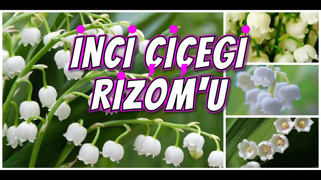HOŞ KOKULU ve BİR OKADAR ZEHİRLİ BİTKİ 