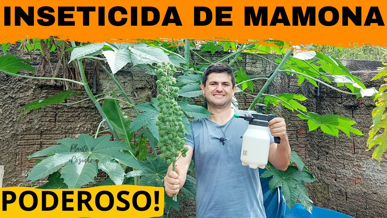 ACABAR com PRAGAS da horta: PULGÃO, MOSCA BRANCA, FORMIGA e lagarta! Como fazer inseticida de mamona