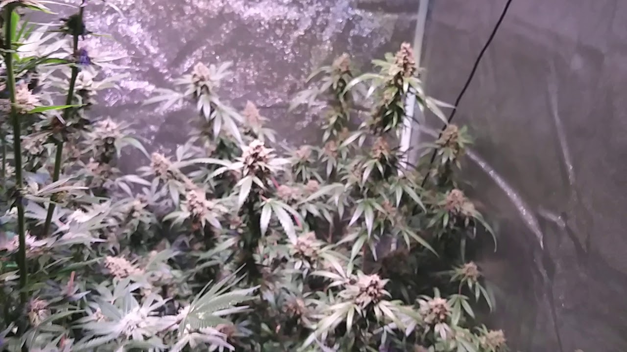 First indoor autoflower grow. Fastbuds GSC and Zkittles, Barney's Farm LSD and Glue Gelato.  Flush.