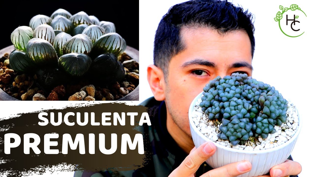 REPRODUCCION Y CUIDADOS HAWORTHIA COOPERI TRUNCATA