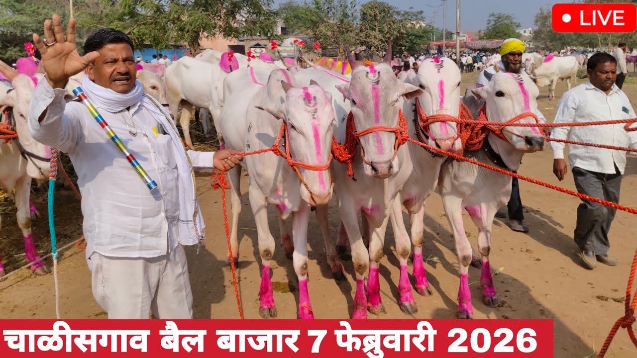 चाळीसगाव बैल बाजार | chalisgaon bail bazar 2026 | bail bazar 2026 | bail bazar chalisgaon 