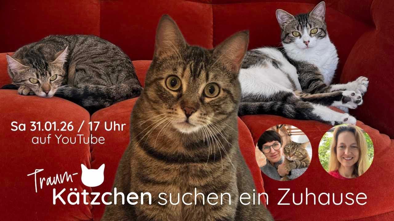 [LIVE] Traum-Kätzchen suchen ein Zuhause
