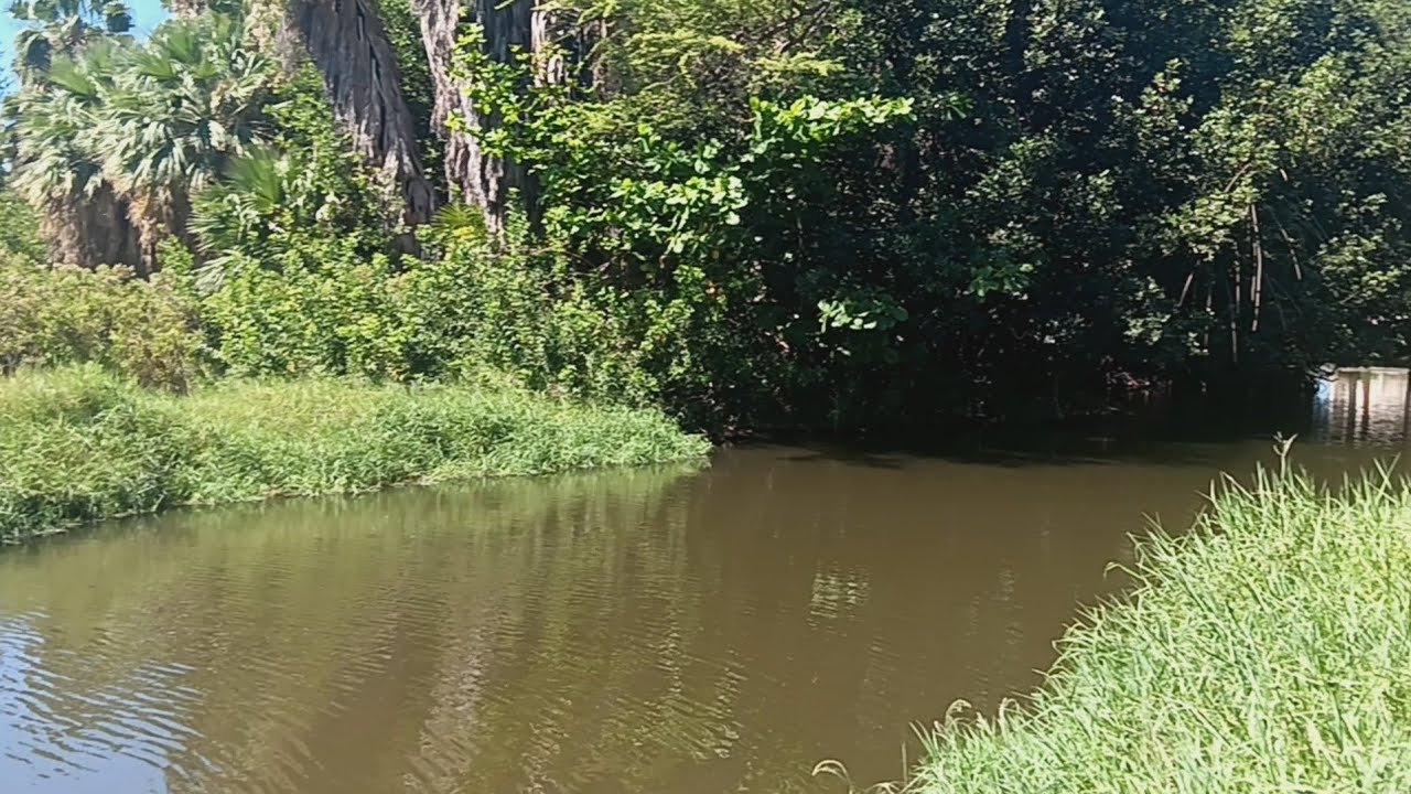 Walk by the pond