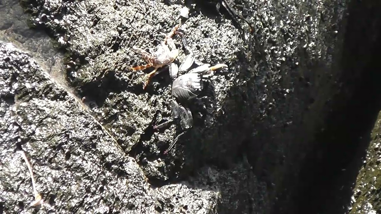 Crabs