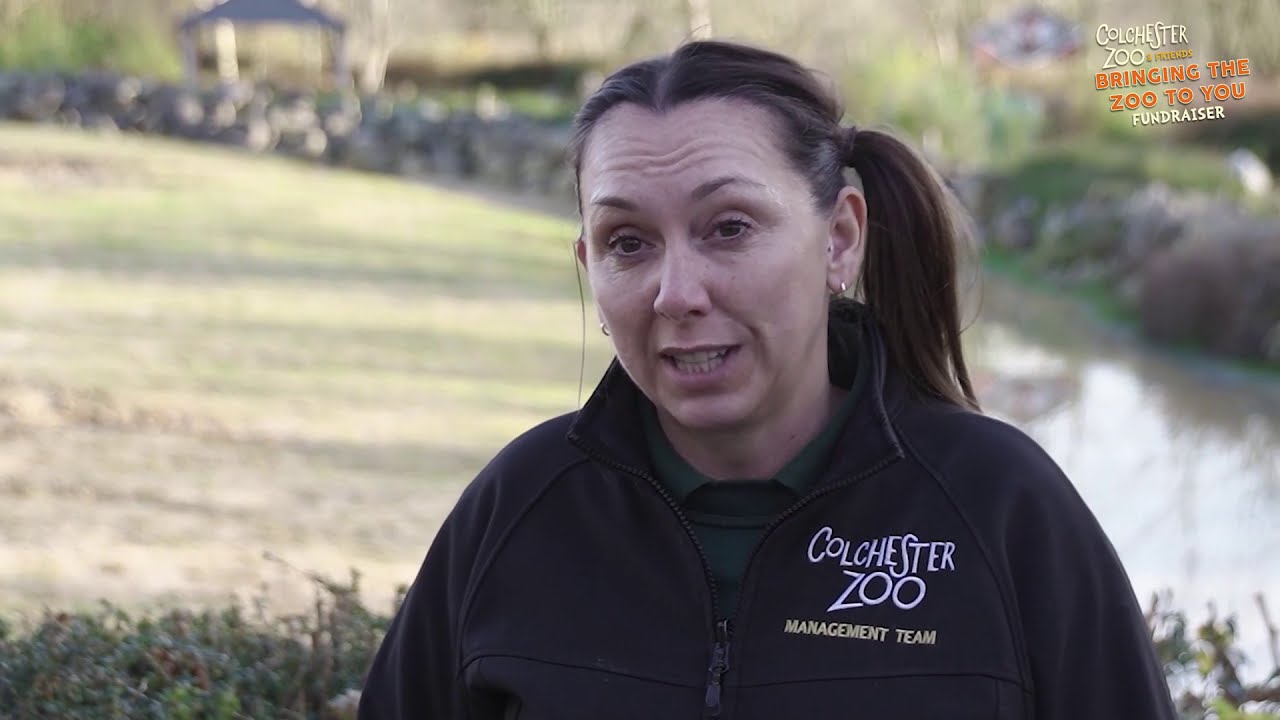Colchester Zoo & Friends - Bringing the Zoo to You Fundraiser