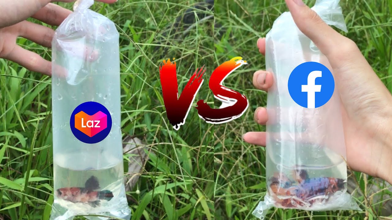 Nên Chọn Cá Betta Lazada Hay Cá Betta Facebook