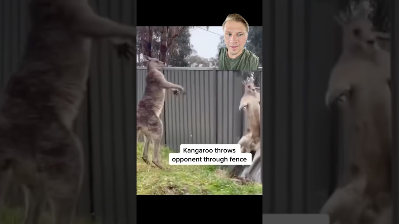 You better stay there! 🤣 #kangaroo #kangaroos #reaction