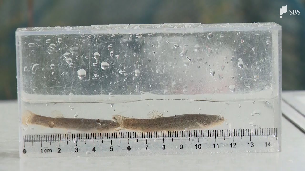 「水生生物がすめる環境に」絶滅危惧種のホトケドジョウ、新東名高架下の用水路に放流　高校生とNEXCO中日本が協力し整備=静岡・御殿場