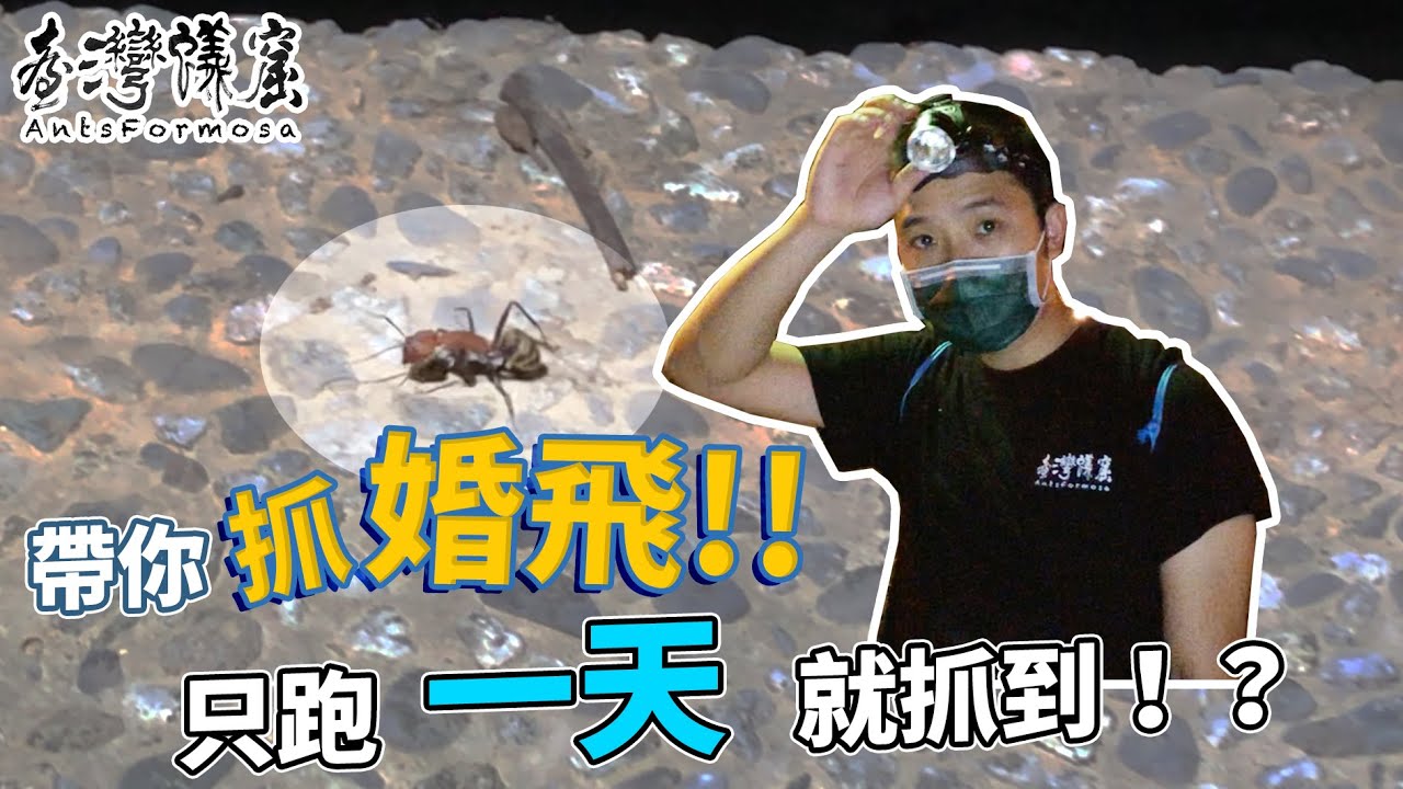 抓螞蟻婚飛！臭巨山蟻Gotcha？｜真實寶可夢gogogo｜【臺灣蟻窟】