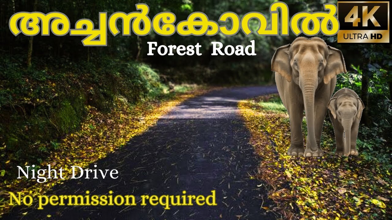 The most dangerous and beautiful forest road in Kerala!! Konni Achankovi Forest Road 4K