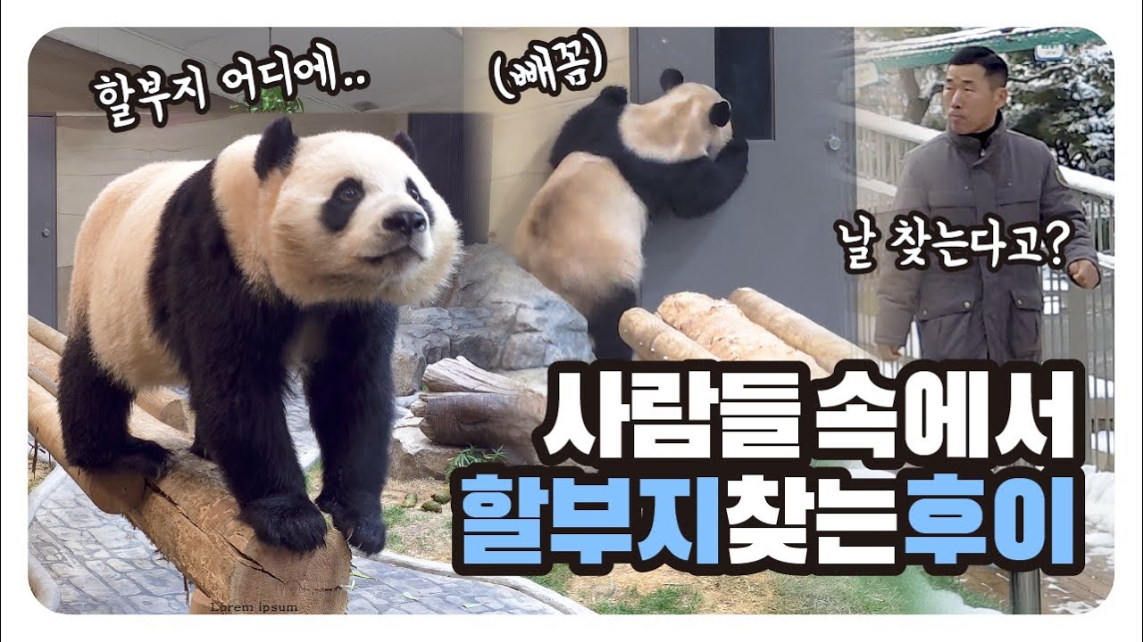 창 너머에 없는 할부지, 사람들 속에서 찾는 똑똑한 후이