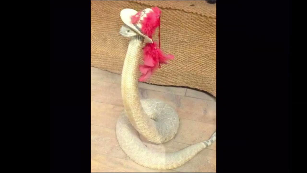 فويسات ريري وجميلة💢 والمؤامرة على #زاهية💢 هدايا #حلمية💢