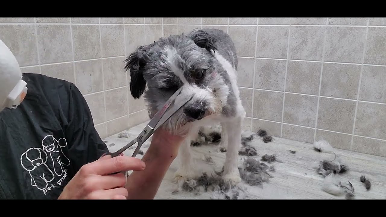 Pomeranian/Poodle full groom transformation, #5 blade & scissors, no restraints