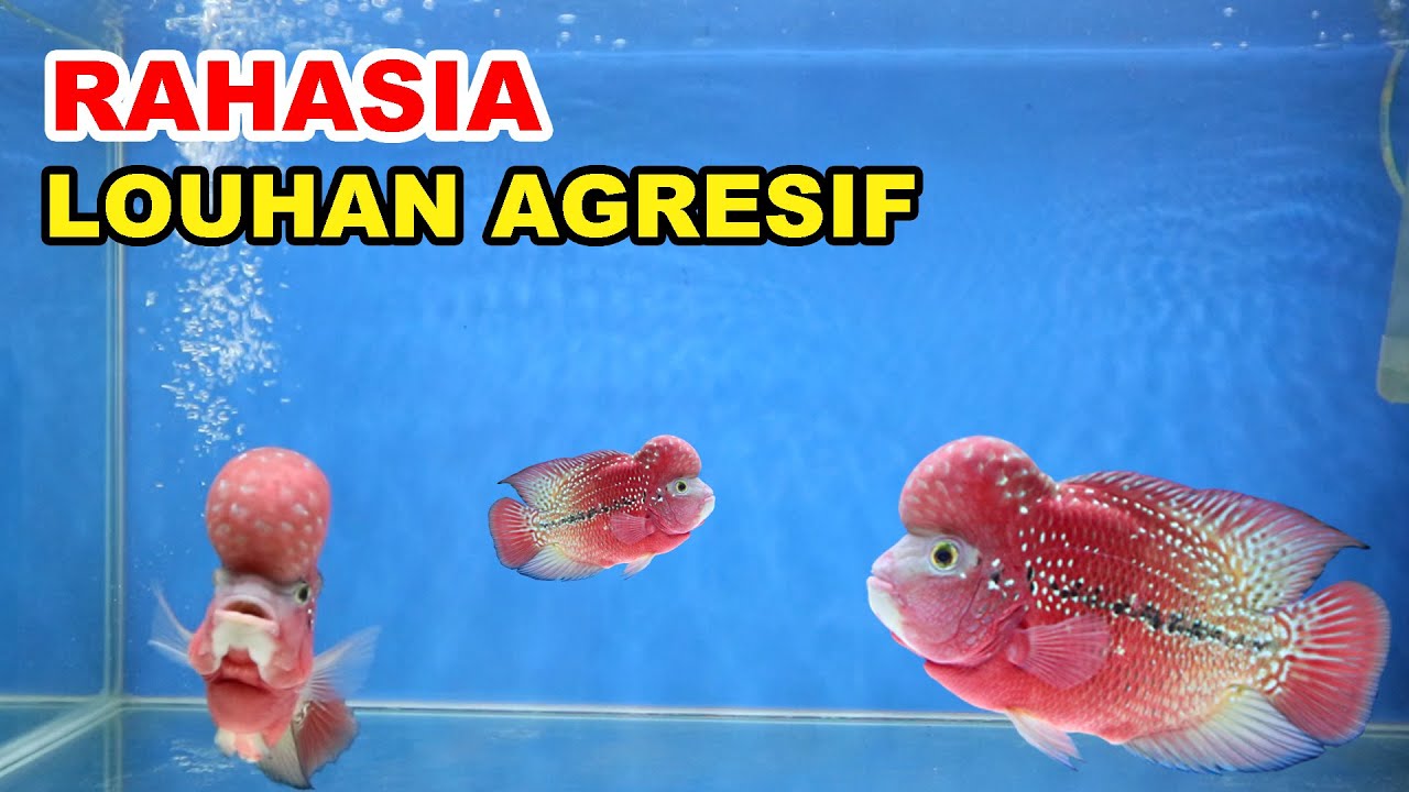 Ikan Louhan Dilatih Seperti Ini Supaya Agresif Dan Lincah