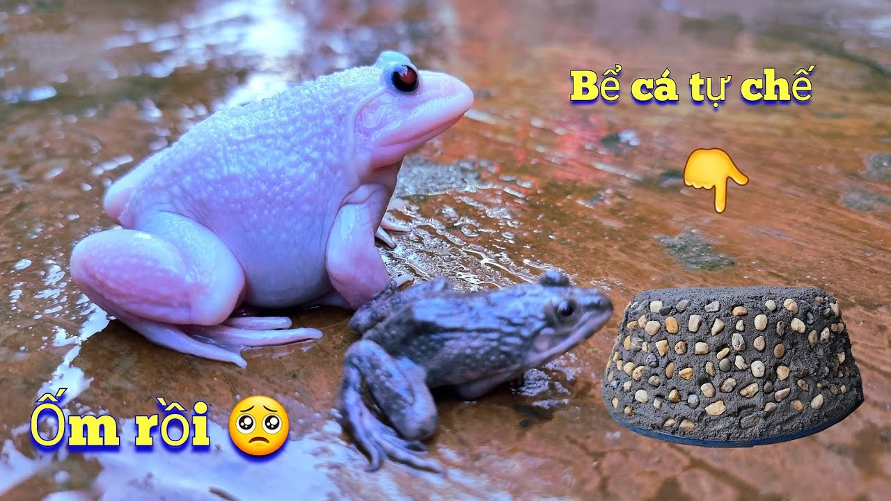 Tự Làm Chiếc Bể Nuôi Thêm Cá Cảnh Và Chuyện Buồn - Ếch Bạch Tạng Ốm Rồi / Quế Nghịch