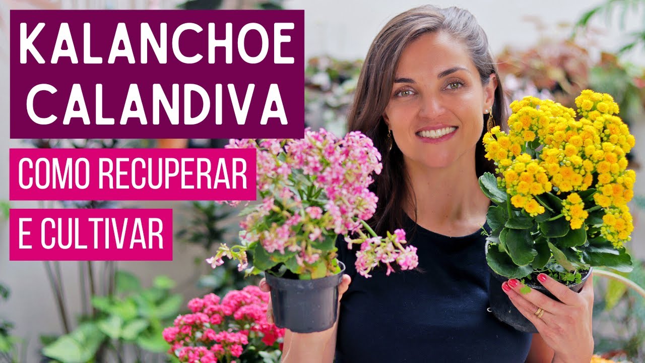 KALANCHOE e CALANDIVA - como RECUPERAR e CULTIVAR