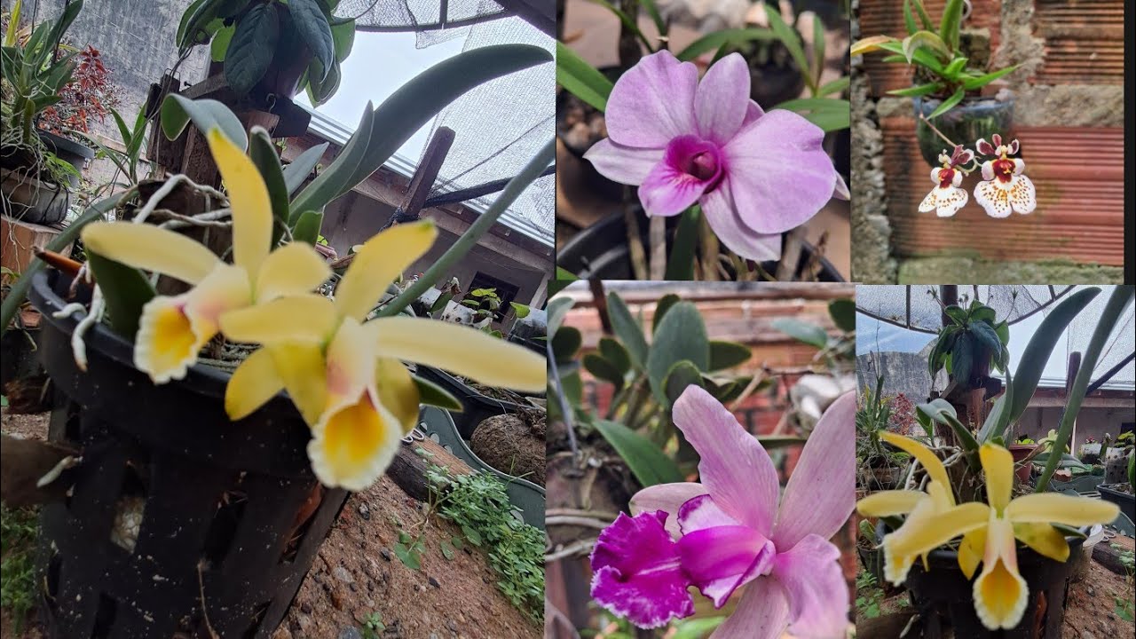 A AMARELINHA DA AMAZÔNIA  CATLEYA LUTEOLA,  belíssima
