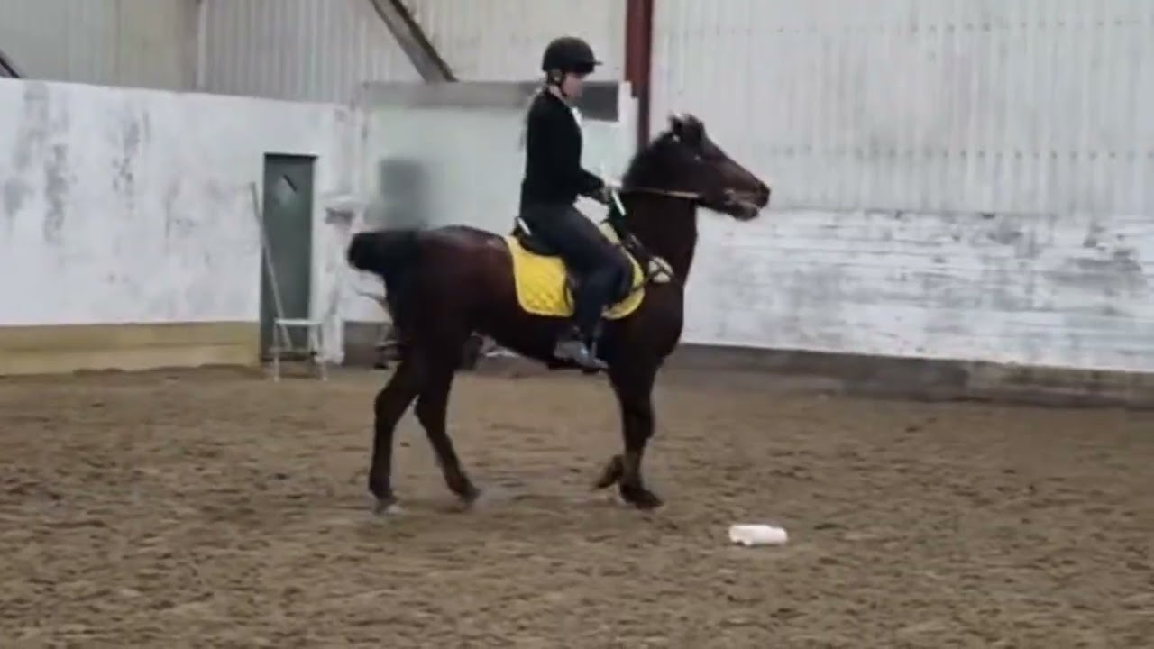 Hedda & Nure - trening for Dee tordoff