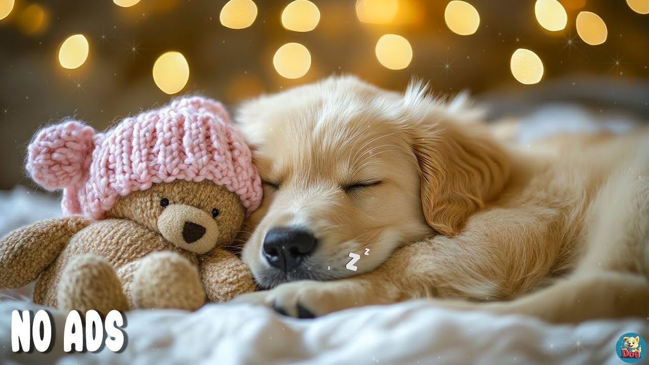 12 ЧАСОВ Успокаивающей Музыки для Собак 🐶 Анти-Тревожная Музыка для Собак Дома Одних 🌈 Без Рекламы