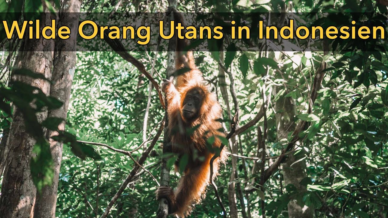 EINFACH UNGLAUBLICH - Orang Utans Trek in Bukit Lawang, Indonesien