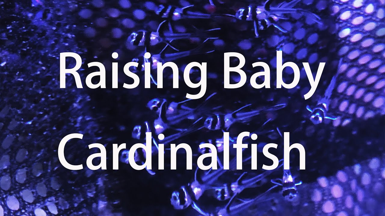 Banggai Cardinalfish Breeding and Raising