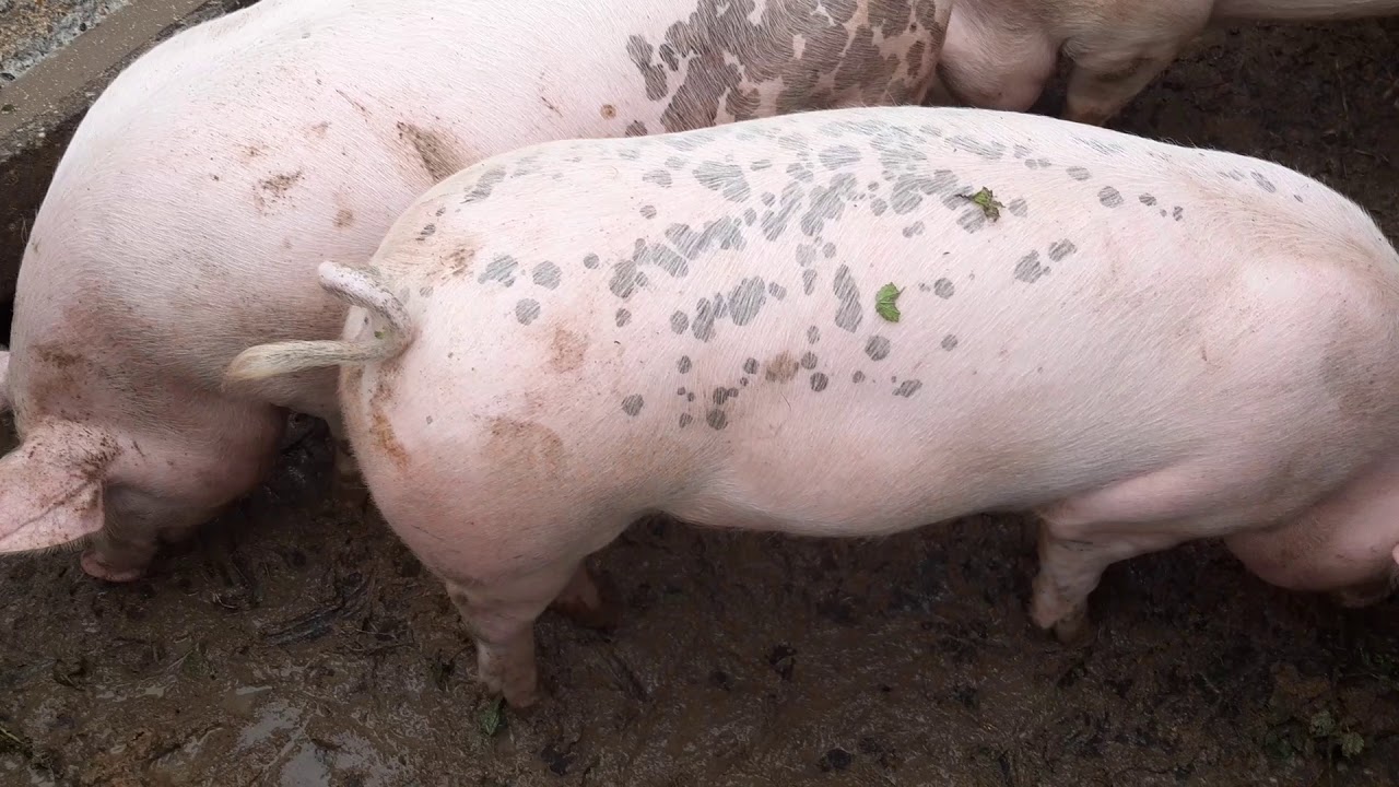 Sertésállományunk még az ellések elött.🐷🐷