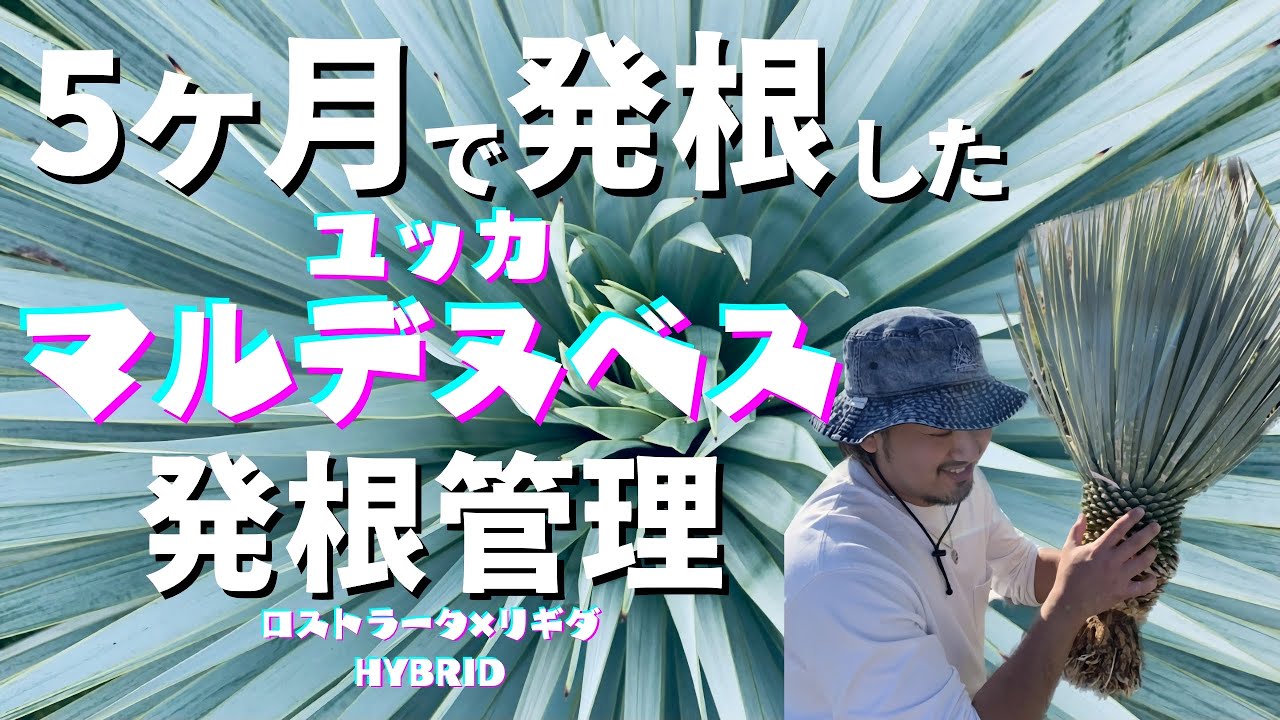 【マルデヌベス】5ヶ月で発根した！？ユッカ マルデヌベス 発根管理
