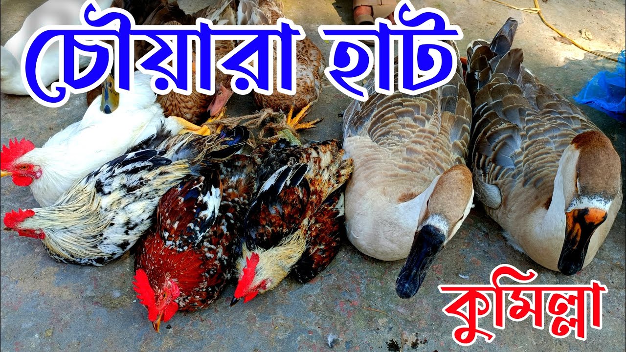 গ্রামীন হাট থেকে দেশি হাঁস মুরগির দাম জানুন || কুমিল্লা চৌয়ারা হাঁস মুরগির হাট  || Comilla Haat ||