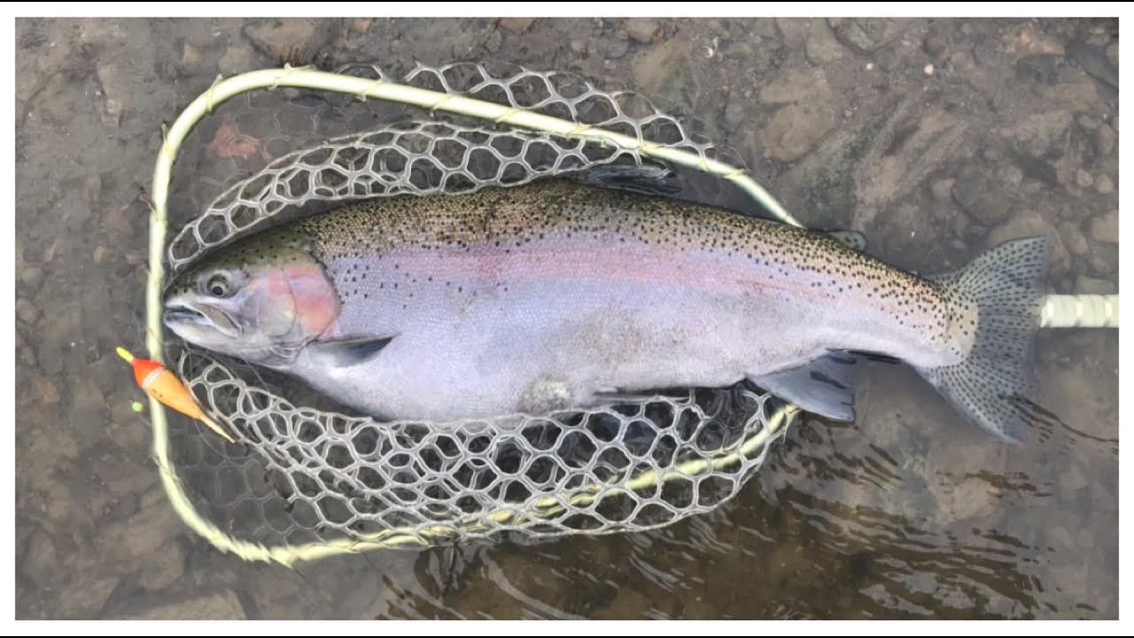 MY BIGGEST STEELHEAD OF 2021!!  (NEW PURPLE ISLANDER STEELHEADER CENTERPIN)