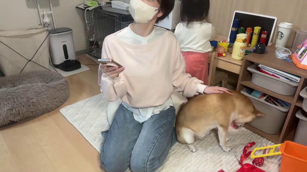 おしゃべり2歳児とまったり柴犬のライブです