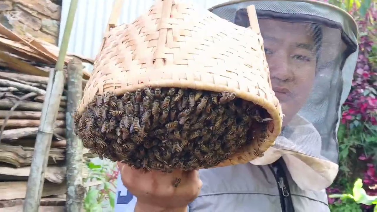 नयाँ घारकाे माैरी 🐝🐝 पाेलन बाेक्न थाल्याे ।