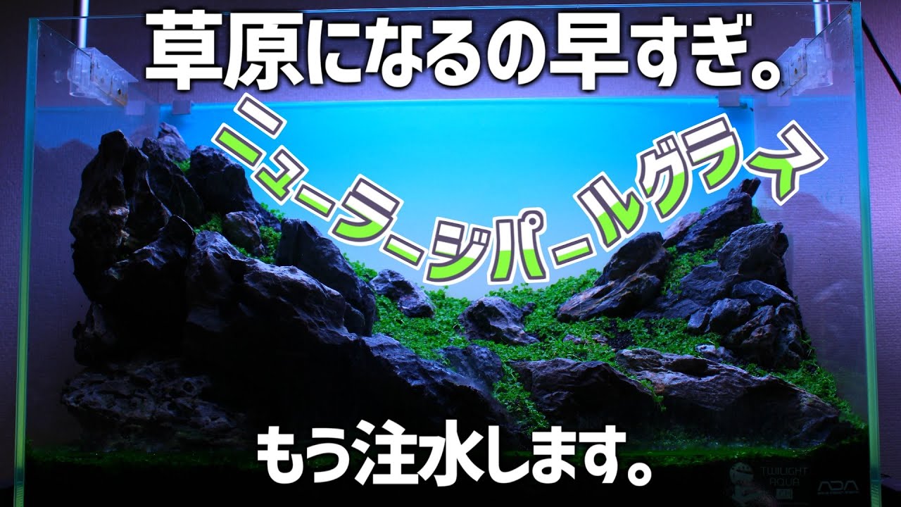 2週間でほぼ水草の絨毯完成。注水&フィルター設置！#244【アクアリウム】