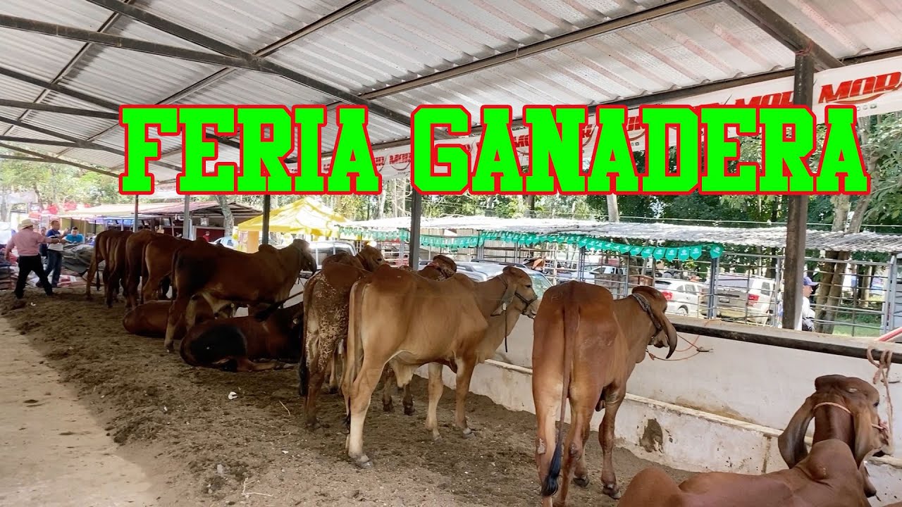 Feria Ganadera de Santa Ana 2022