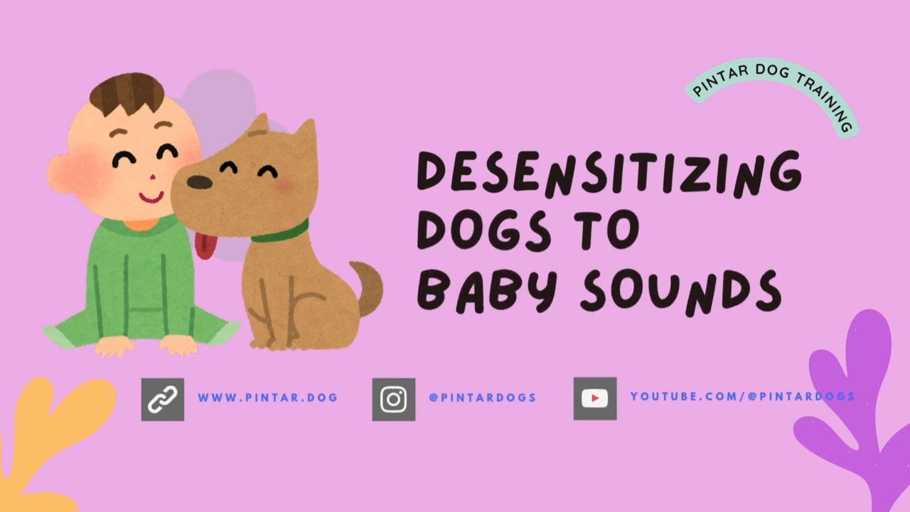 Dog desensitization training to baby crying and cooing sounds
