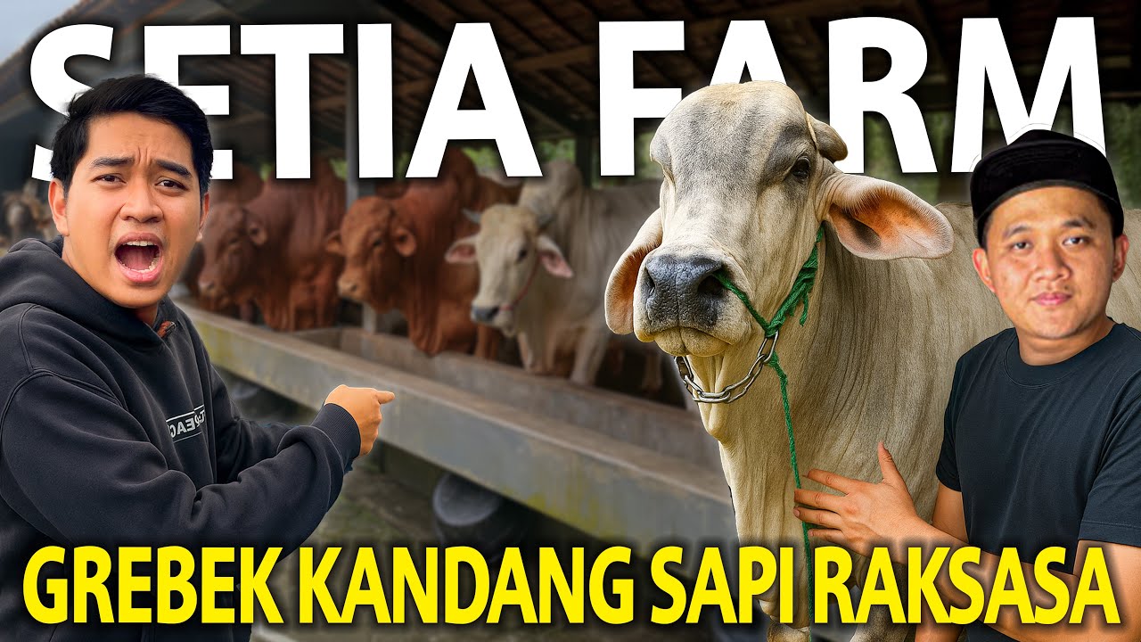 GREBEK KANDANG SAPI RAKSASA! SETIA FARM!