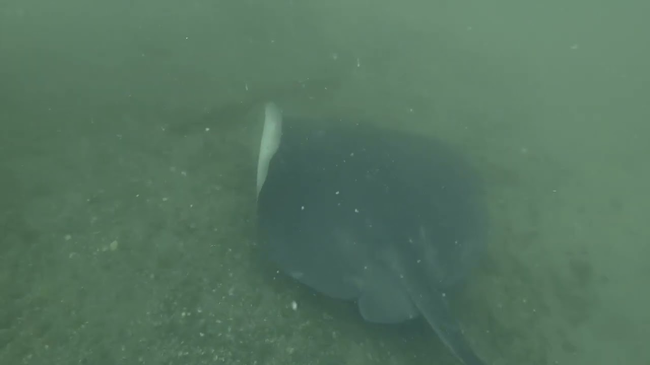 Dive at Clifton Gardens, Sydney – Bullray, Blue Ring Octopus & Seahorse! 🌊🐠