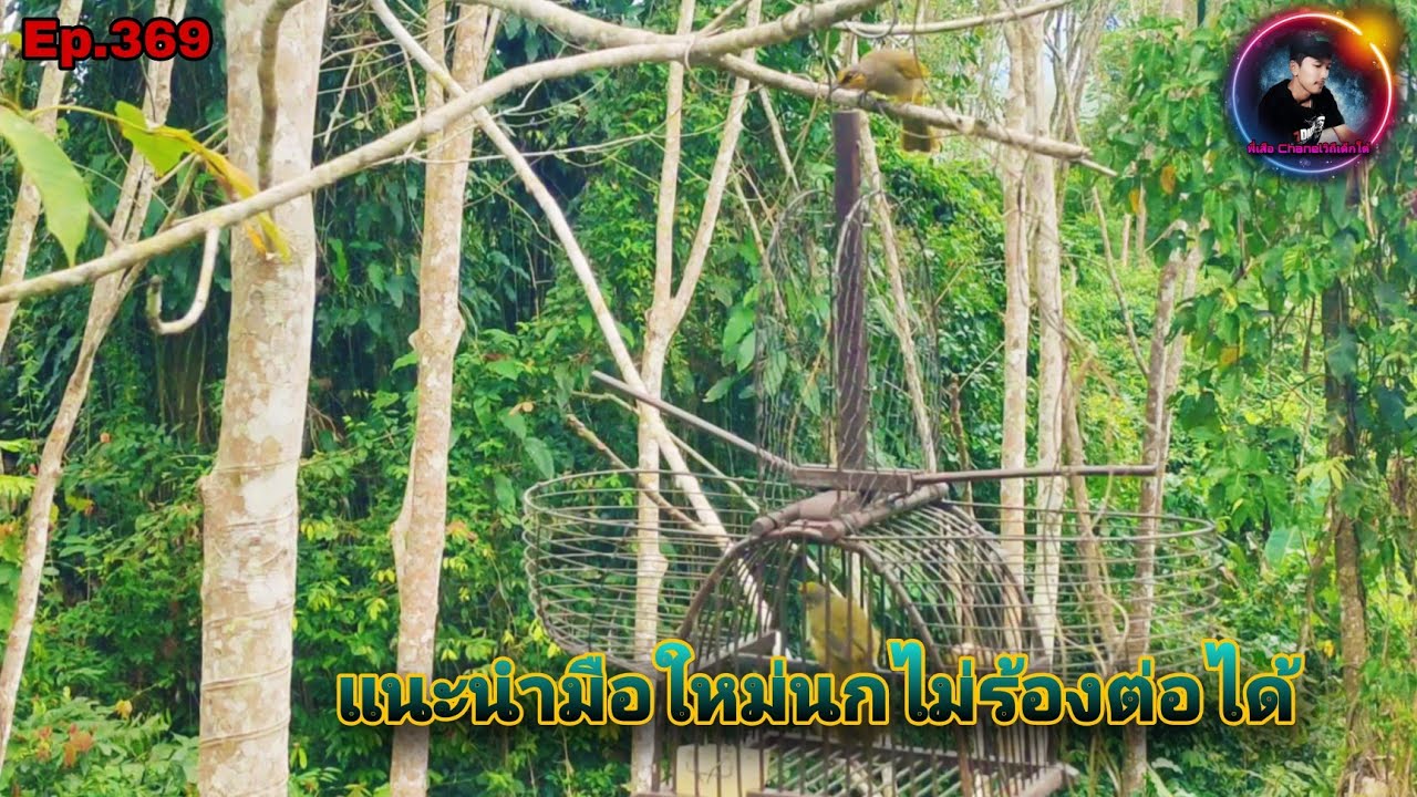 เสียงนกดอกแตงEp.369แนะนำวิธีต่อนกป่าในสถานการณ์ที่นกต่อไม่ร้องก็ต่อได้แน่นอน(Stripe-throated Bulbul)
