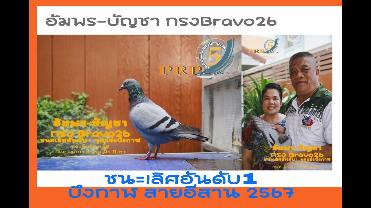 อัมพร-บัญชา กรง Bravo26 ชนะเลิศอันดับ1 บึงกาฬ PRP 2567 นกพิราบแข่งและรางวัลทีมชนะเลิศ
