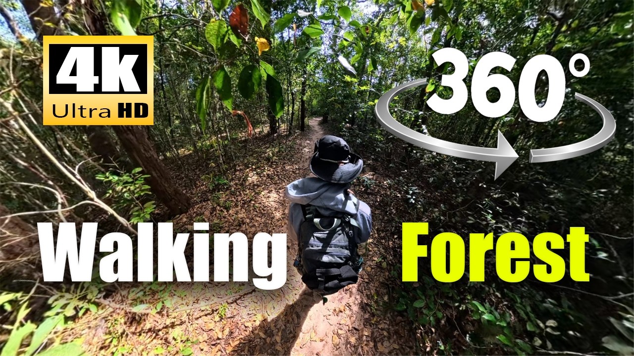 4K 360° VR Virtual Hike | A Long Walking Journey Through the Ancient Forest