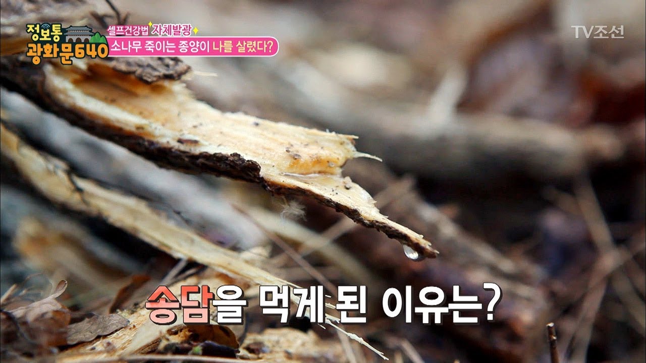 소나무를 죽이는 &lsquo;송담&rsquo;, 관절 건강에 좋다! [정보통 광화문 640] 93회 20171213