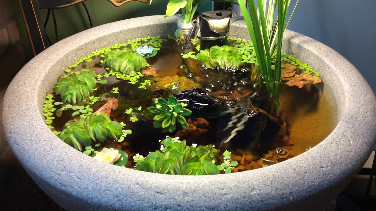 Natural betta fish pond