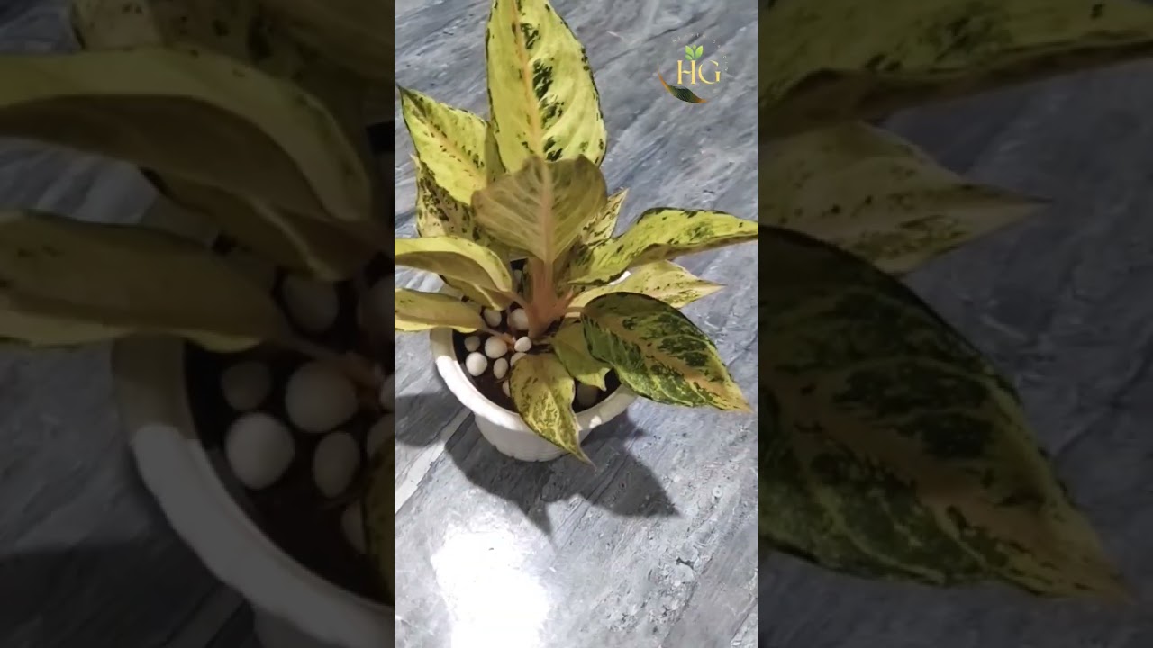 Thai frozen aglonima #garden #shorts #reels #aglonima # heaven garden